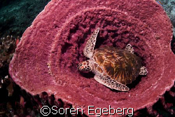 Turtle in barrelsponge, sipadan by Soren Egeberg 